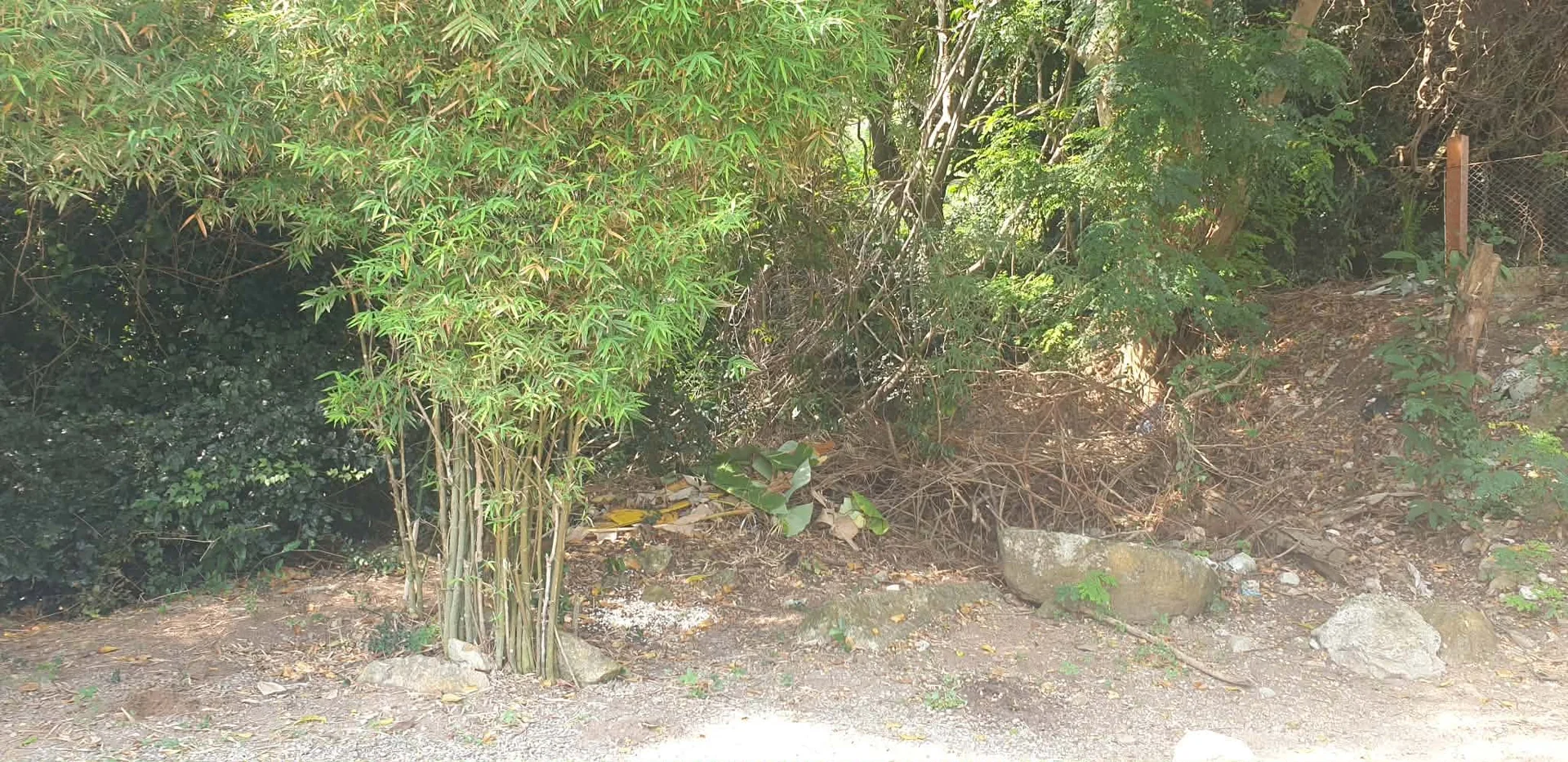 Dense vegetation blocking the path to the waterfall before clearance