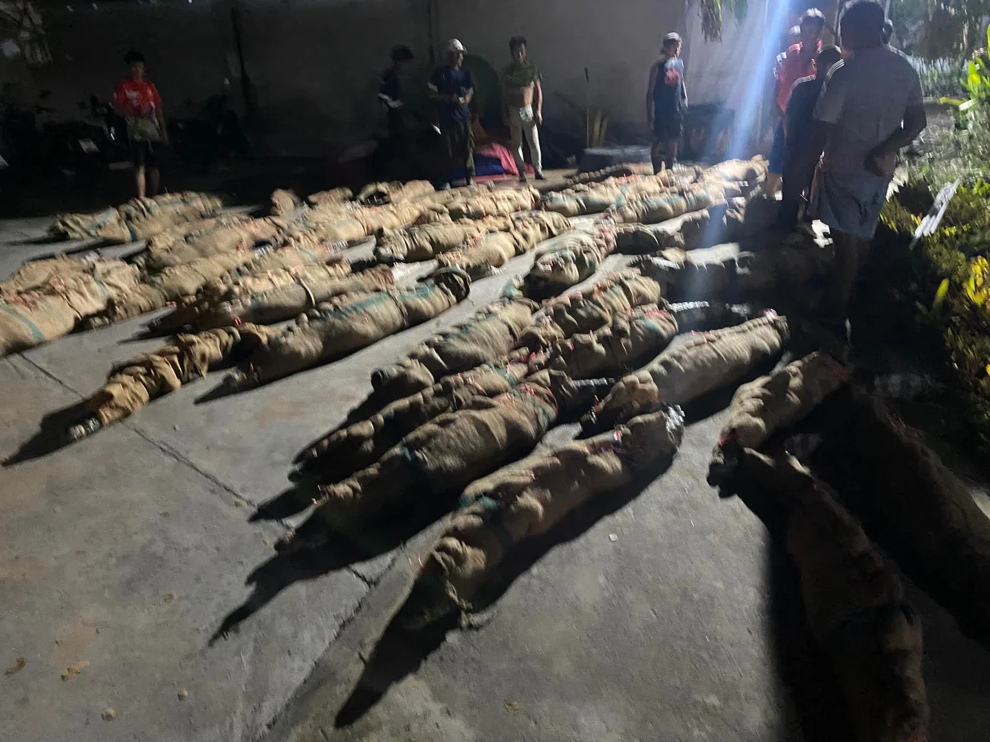 Crocodiles secured and wrapped, ready for transport to Phuket