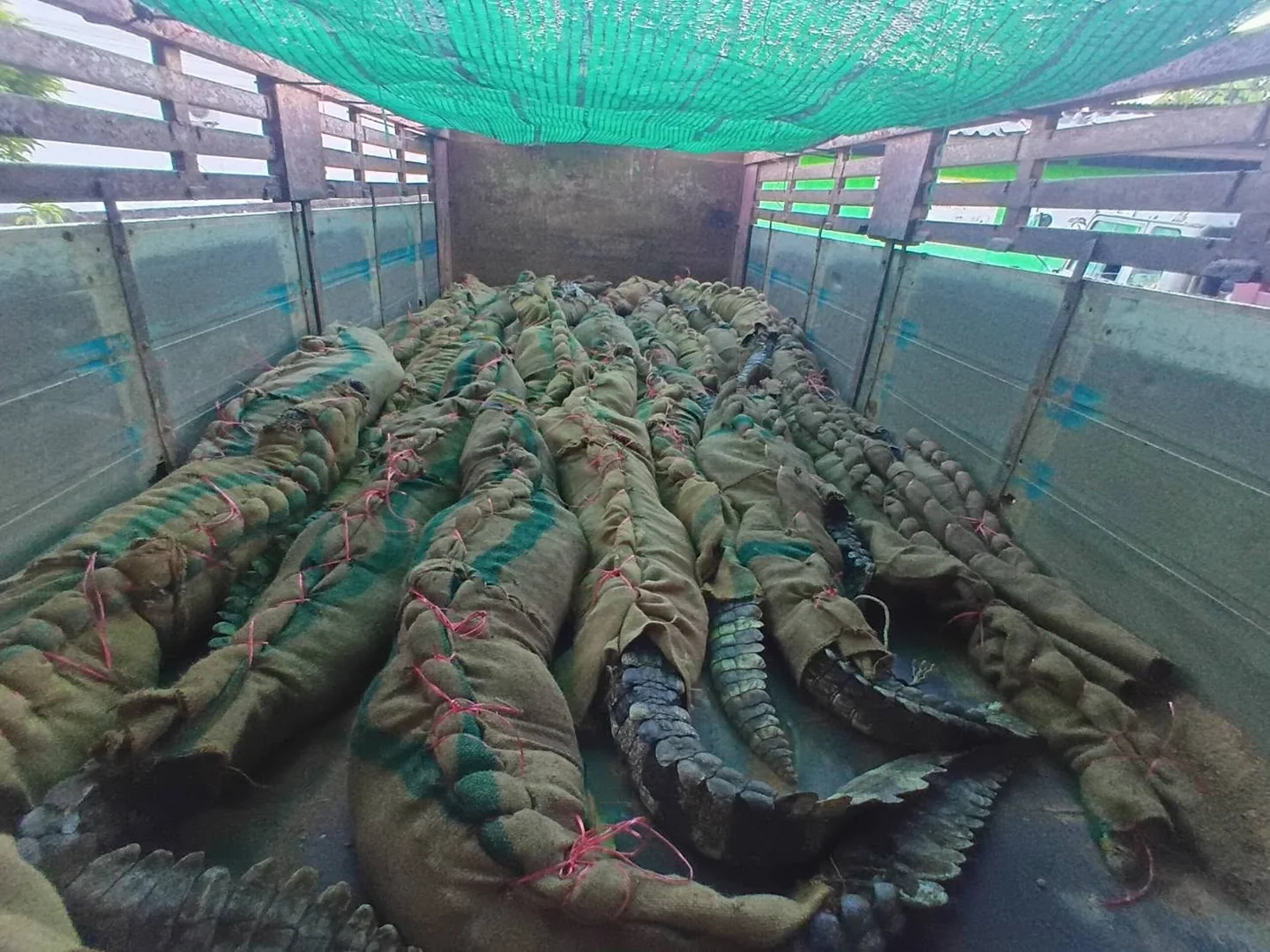 Crocodile transport from Koh Samui to Phuket