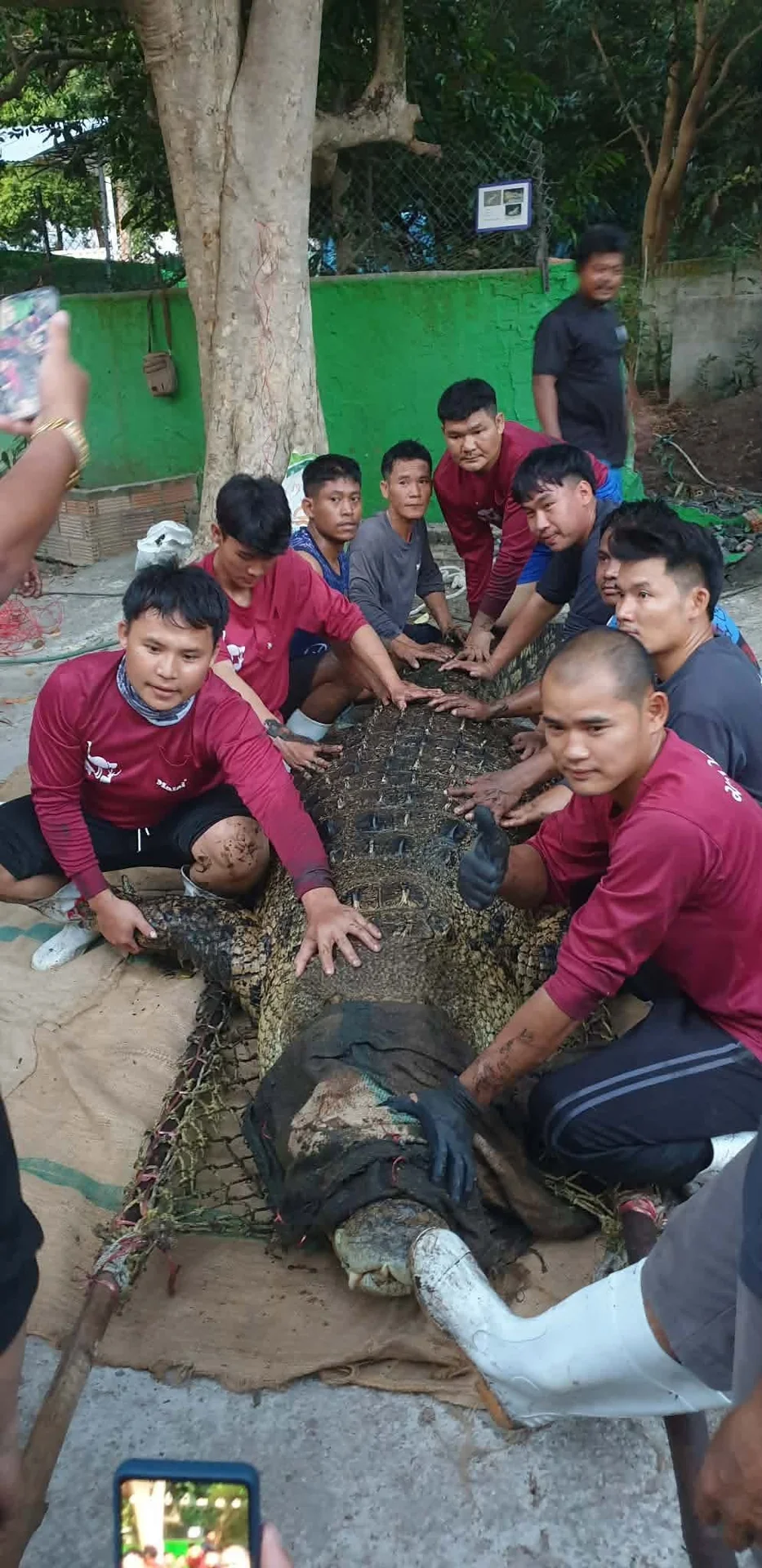 Samui Crocodile Farm team saying goodbye to their animals before the trip