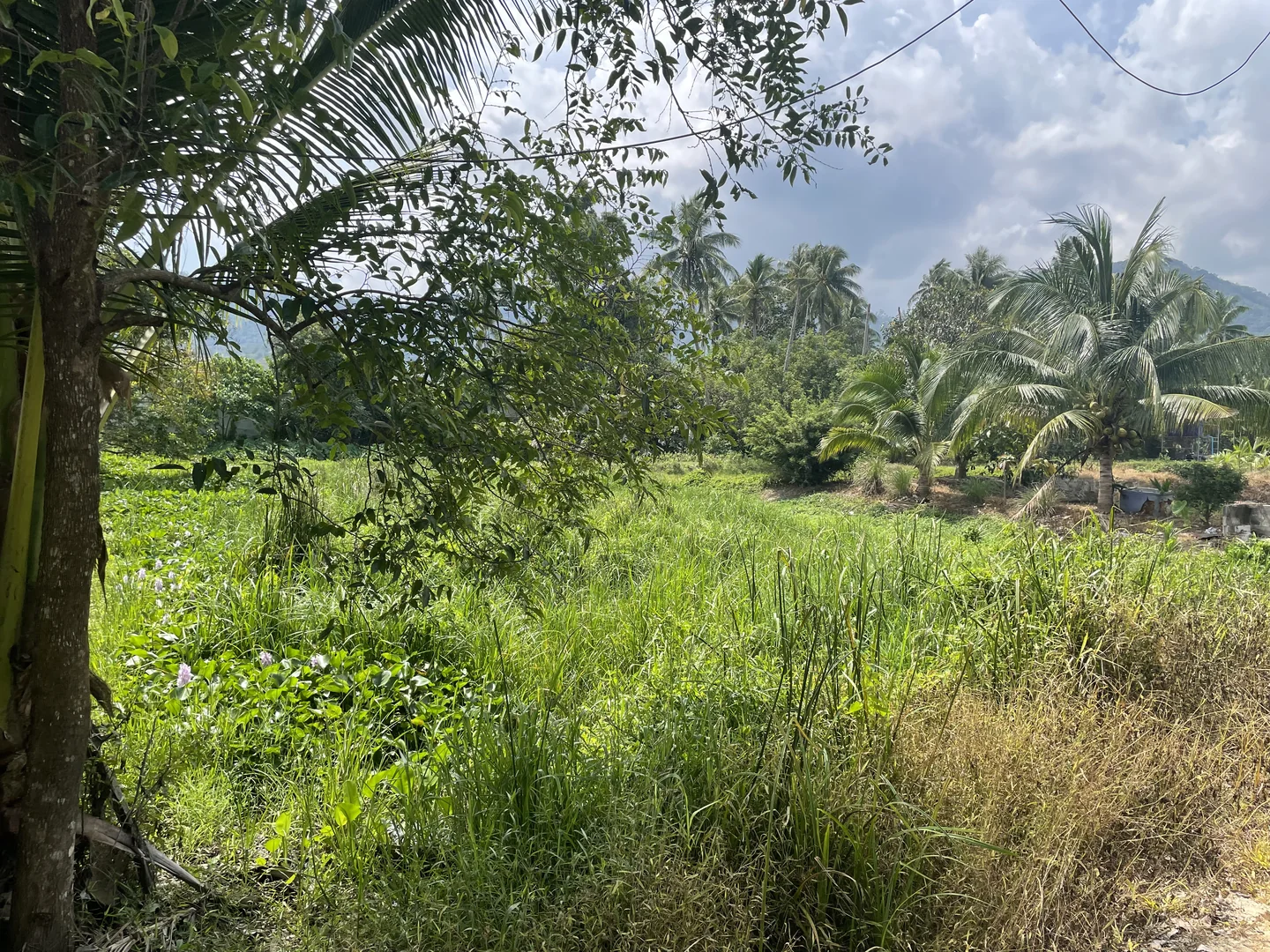 Dense vegetation and standing water covering the plot