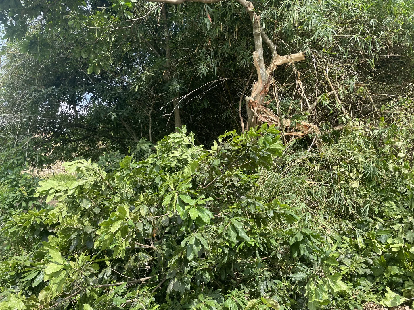Fourth view of the plot in its original waterlogged state