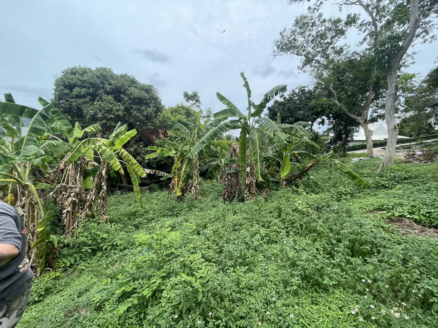 Dense vegetation covering the plot before clearance