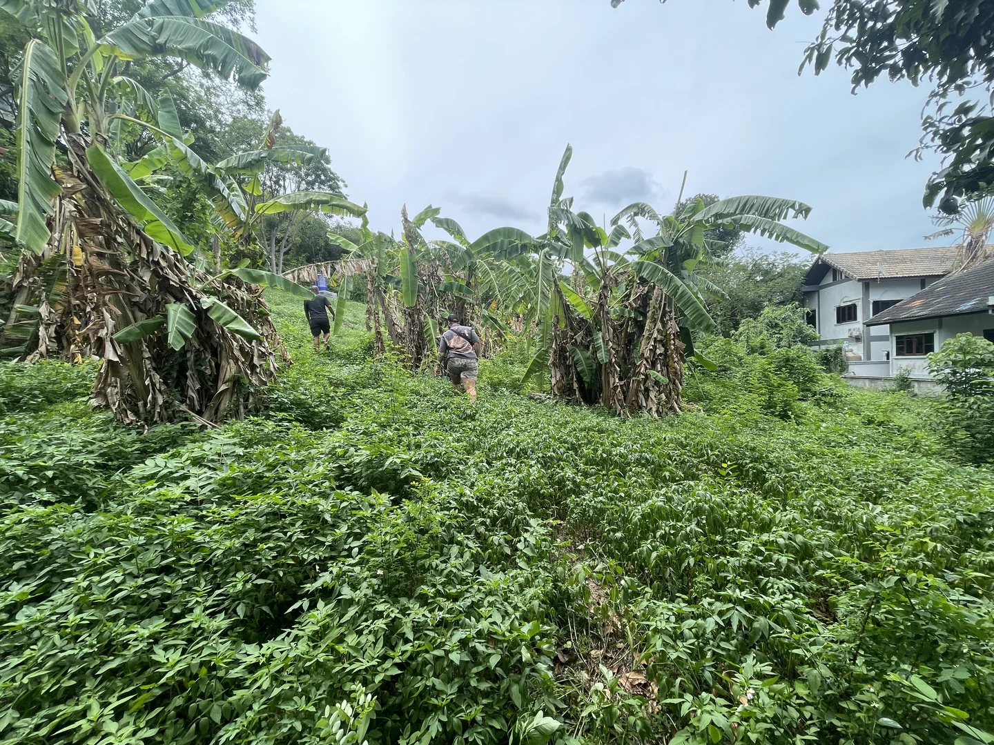 Overgrown section with large trees and palms