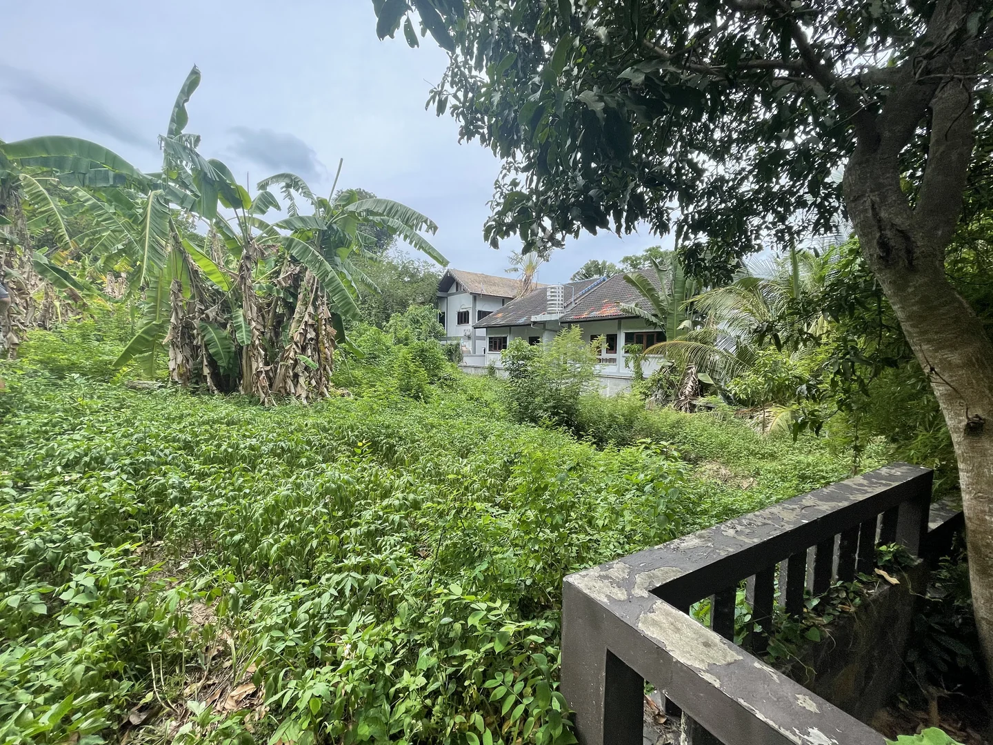 Plot perimeter overgrown before work started