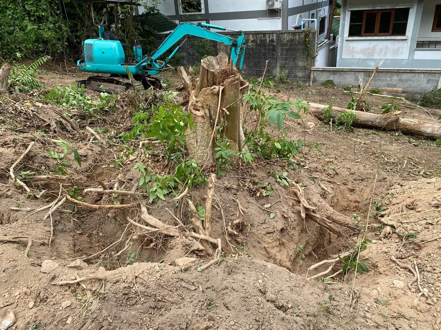 Excavator digging out a massive tree stump from the plot