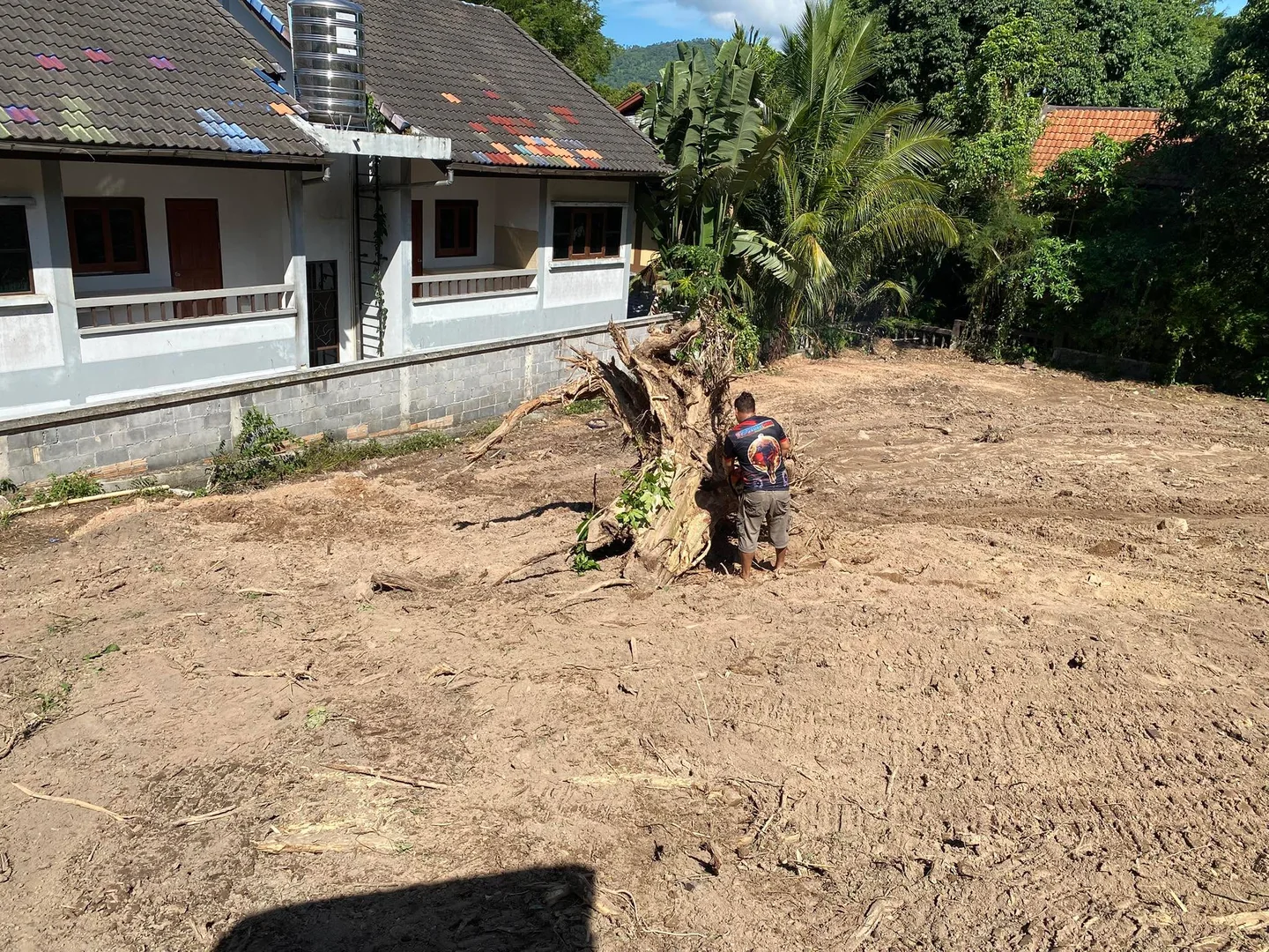 A tree stump larger than the driver - scale of the vegetation on site