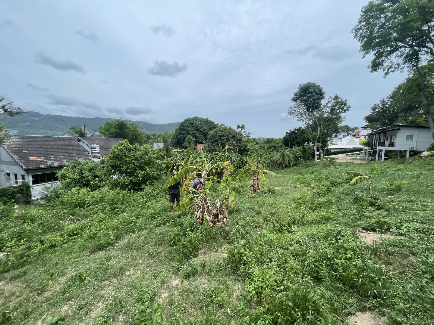 Overgrown plot in Bo Put before clearance work began